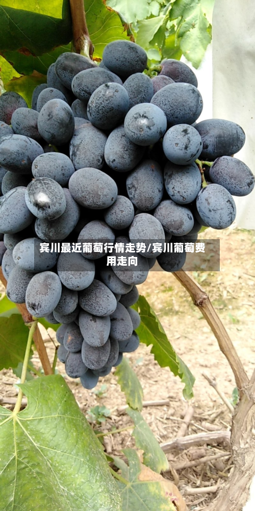 宾川最近葡萄行情走势/宾川葡萄费用走向-第2张图片