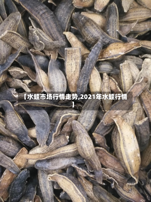 【水蛭市场行情走势,2021年水蛭行情】