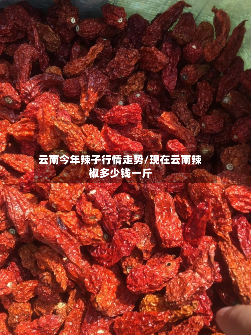 云南今年辣子行情走势/现在云南辣椒多少钱一斤