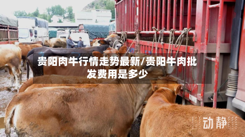 贵阳肉牛行情走势最新/贵阳牛肉批发费用是多少-第3张图片
