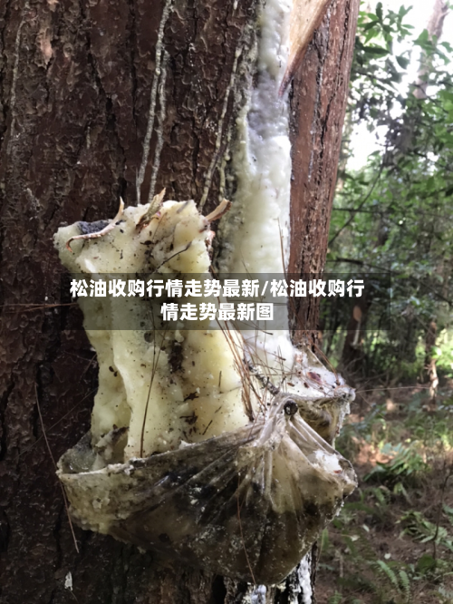 松油收购行情走势最新/松油收购行情走势最新图