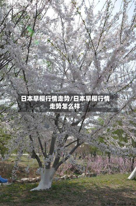 日本早樱行情走势/日本早樱行情走势怎么样