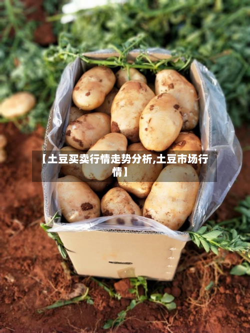 【土豆买卖行情走势分析,土豆市场行情】-第2张图片