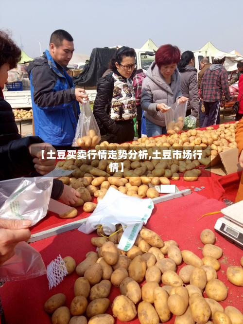 【土豆买卖行情走势分析,土豆市场行情】-第3张图片