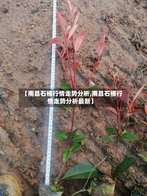 【南昌石楠行情走势分析,南昌石楠行情走势分析最新】