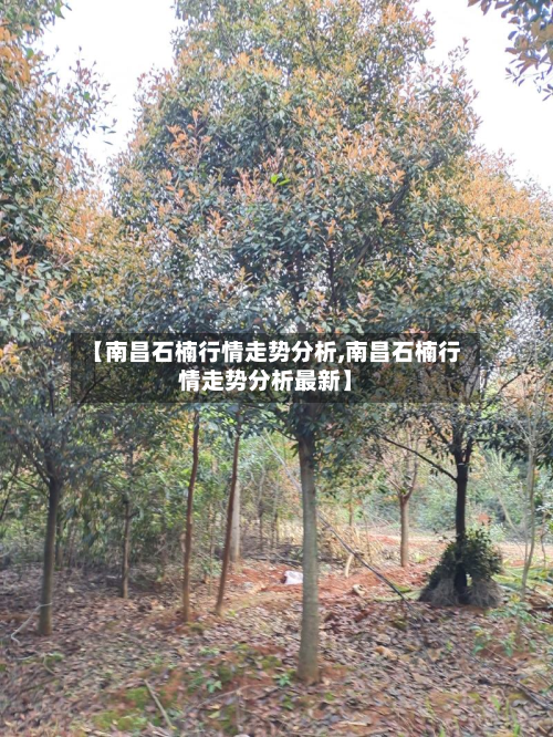 【南昌石楠行情走势分析,南昌石楠行情走势分析最新】-第2张图片