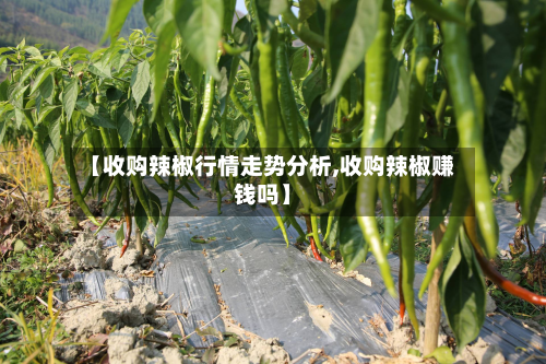 【收购辣椒行情走势分析,收购辣椒赚钱吗】
