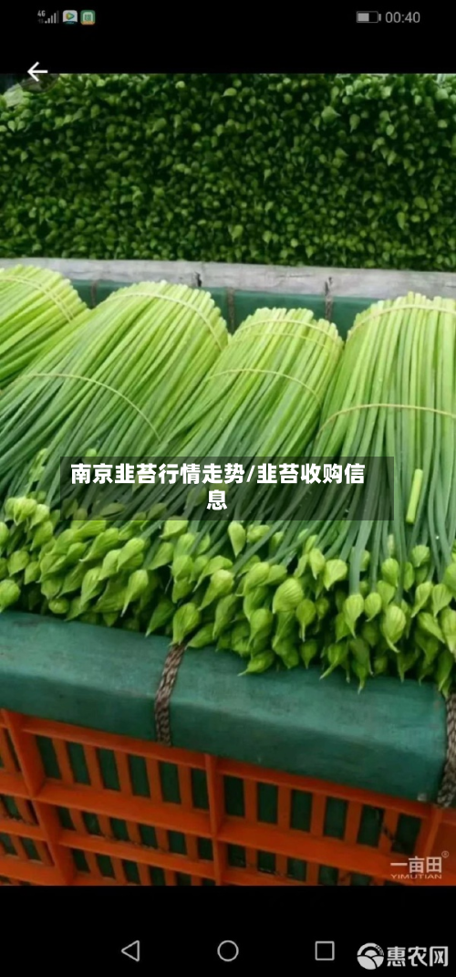 南京韭苔行情走势/韭苔收购信息