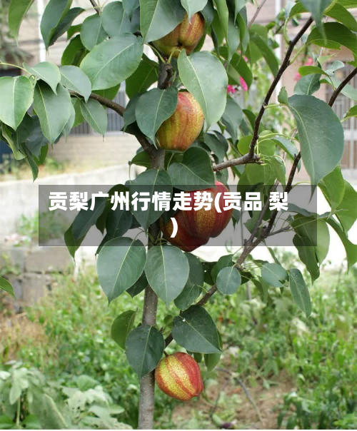 贡梨广州行情走势(贡品 梨)