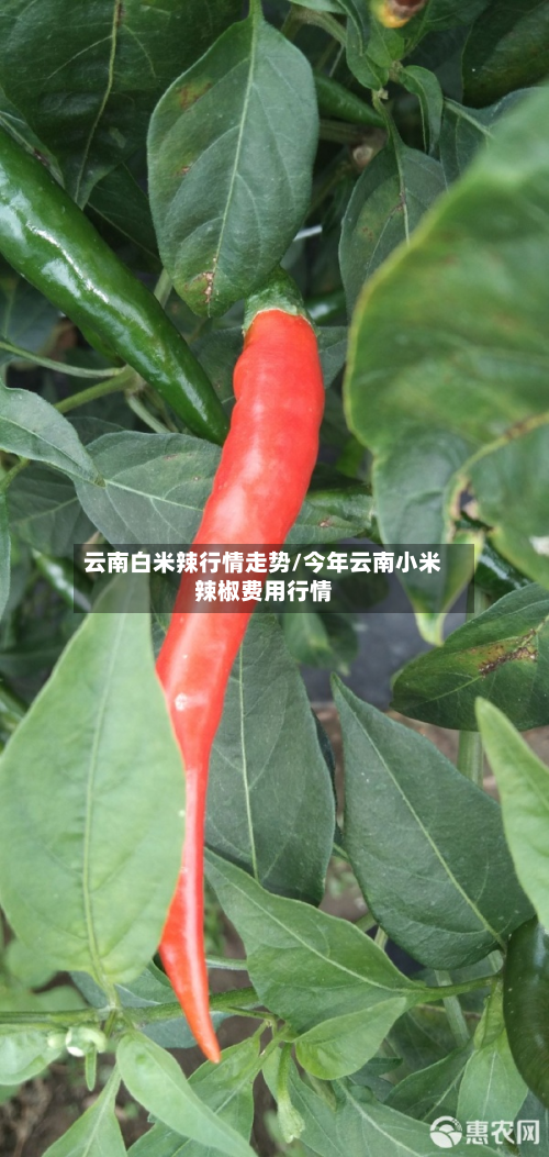 云南白米辣行情走势/今年云南小米辣椒费用行情-第2张图片