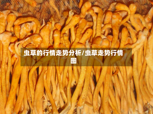 虫草的行情走势分析/虫草走势行情图-第3张图片