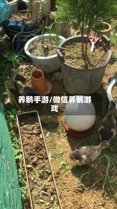 养鹅手游/微信养鹅游戏