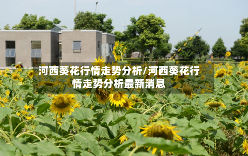 河西葵花行情走势分析/河西葵花行情走势分析最新消息-第2张图片