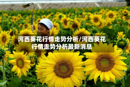 河西葵花行情走势分析/河西葵花行情走势分析最新消息