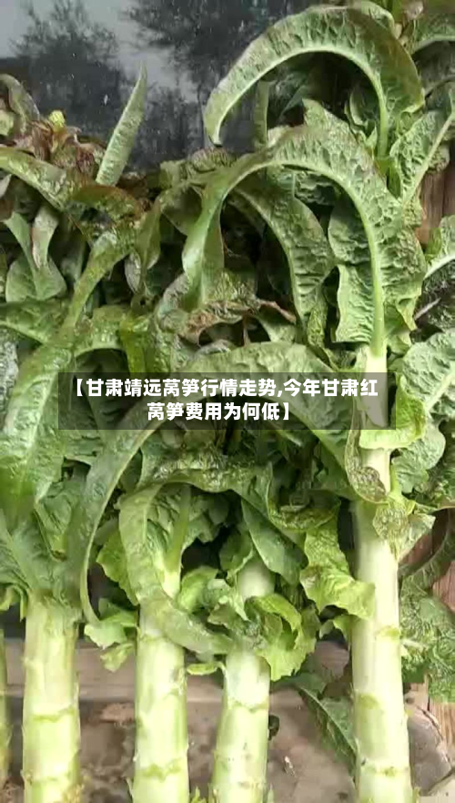 【甘肃靖远莴笋行情走势,今年甘肃红莴笋费用为何低】