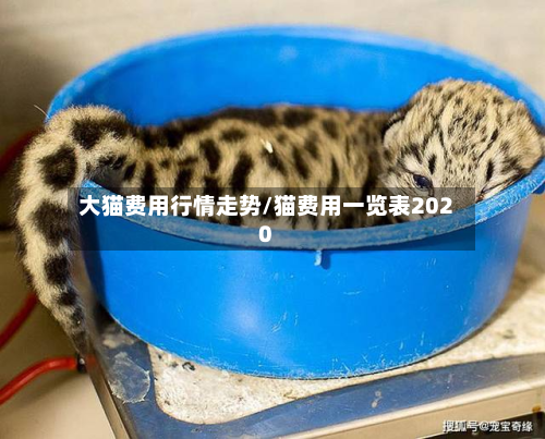 大猫费用行情走势/猫费用一览表2020