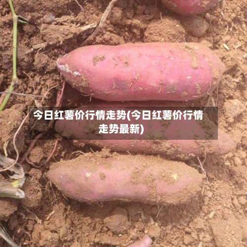 今日红薯价行情走势(今日红薯价行情走势最新)-第2张图片