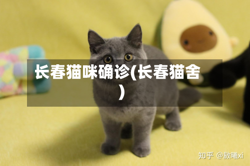 长春猫咪确诊(长春猫舍)-第2张图片