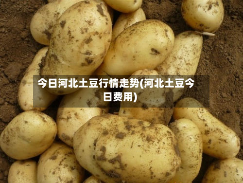今日河北土豆行情走势(河北土豆今日费用)