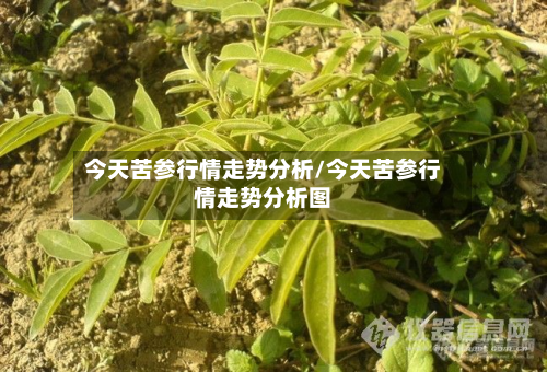 今天苦参行情走势分析/今天苦参行情走势分析图
