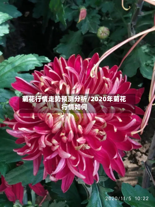 菊花行情走势预测分析/2020年菊花行情如何
