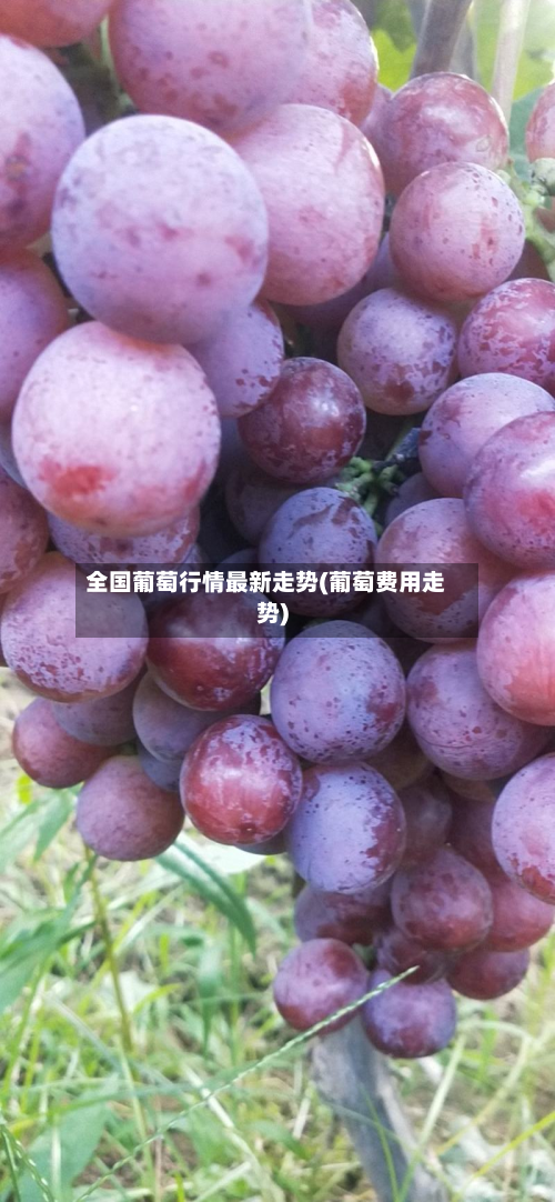 全国葡萄行情最新走势(葡萄费用走势)