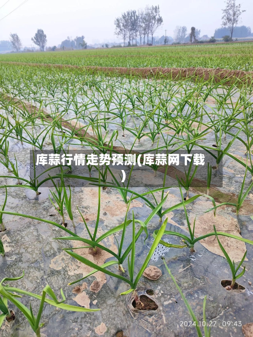 库蒜行情走势预测(库蒜网下载)