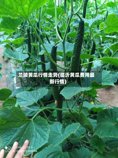 兰陵黄瓜行情走势(临沂黄瓜费用最新行情)