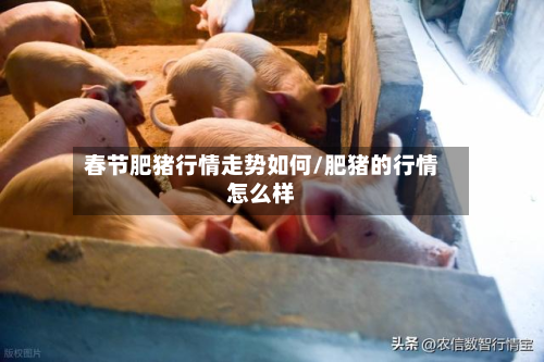 春节肥猪行情走势如何/肥猪的行情怎么样-第2张图片