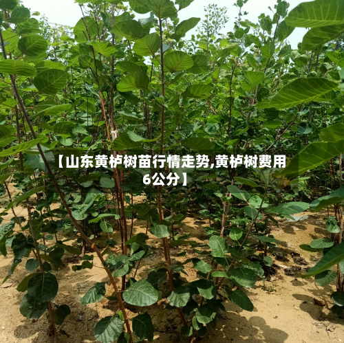 【山东黄栌树苗行情走势,黄栌树费用6公分】-第2张图片
