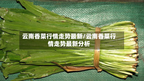 云南香菜行情走势最新/云南香菜行情走势最新分析-第2张图片