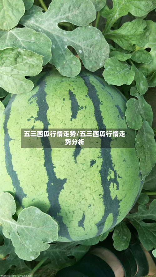 五三西瓜行情走势/五三西瓜行情走势分析