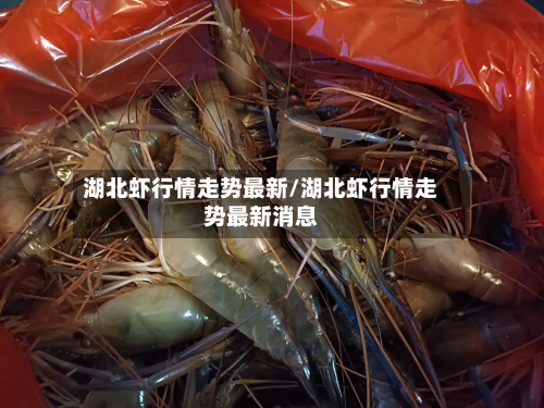 湖北虾行情走势最新/湖北虾行情走势最新消息