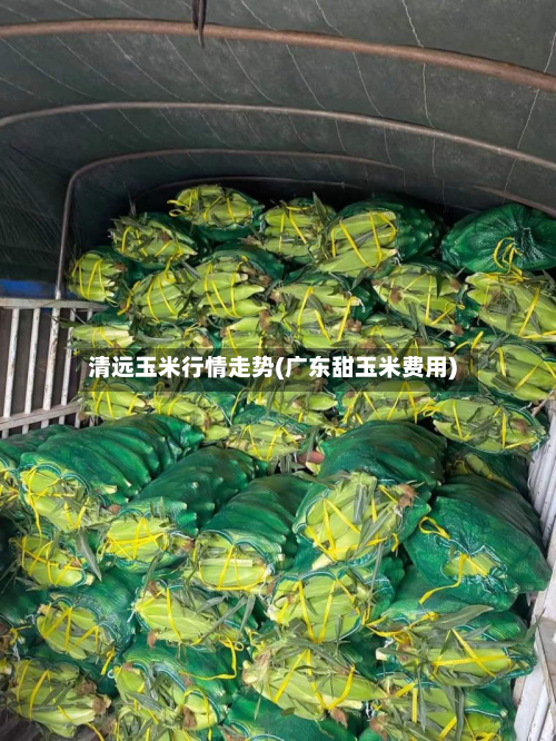 清远玉米行情走势(广东甜玉米费用)