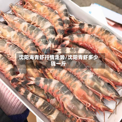 沈阳海青虾行情走势/沈阳青虾多少钱一斤