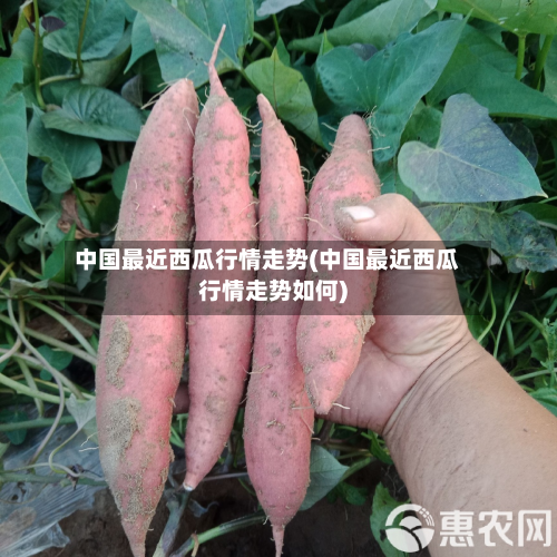 中国最近西瓜行情走势(中国最近西瓜行情走势如何)