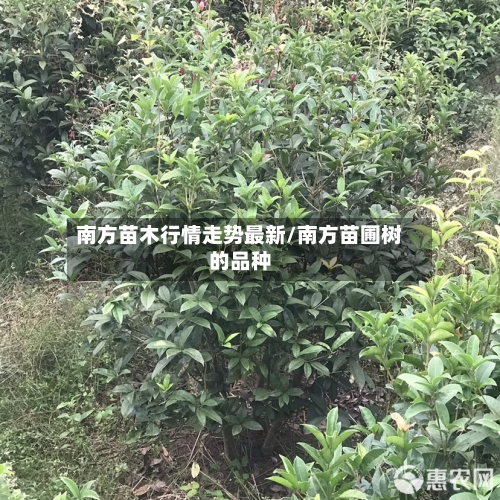 南方苗木行情走势最新/南方苗圃树的品种-第2张图片