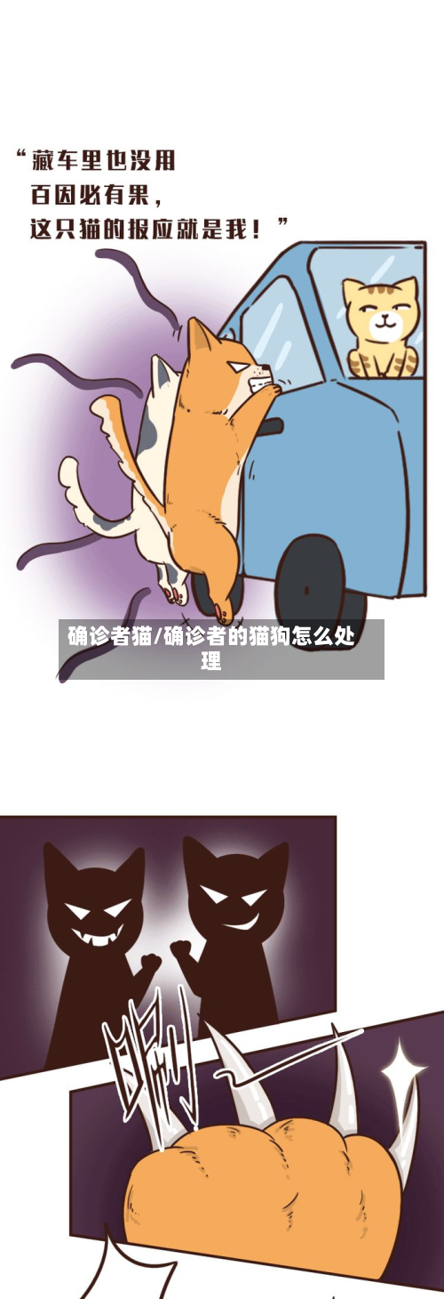 确诊者猫/确诊者的猫狗怎么处理-第3张图片