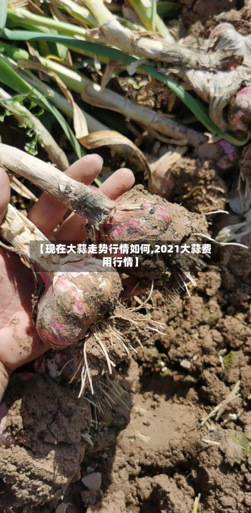 【现在大蒜走势行情如何,2021大蒜费用行情】-第2张图片
