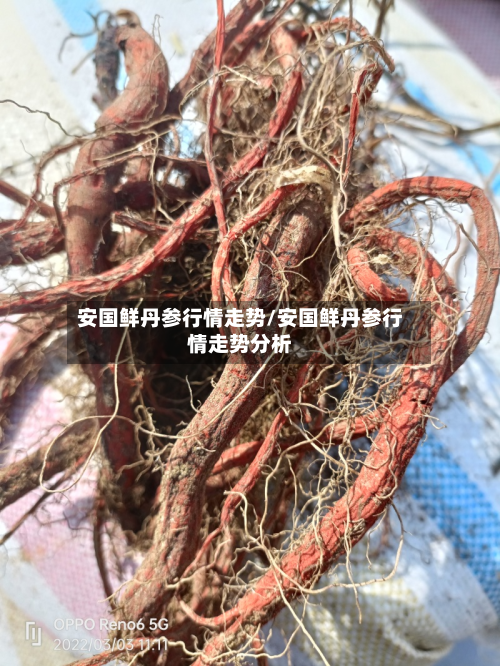 安国鲜丹参行情走势/安国鲜丹参行情走势分析-第3张图片
