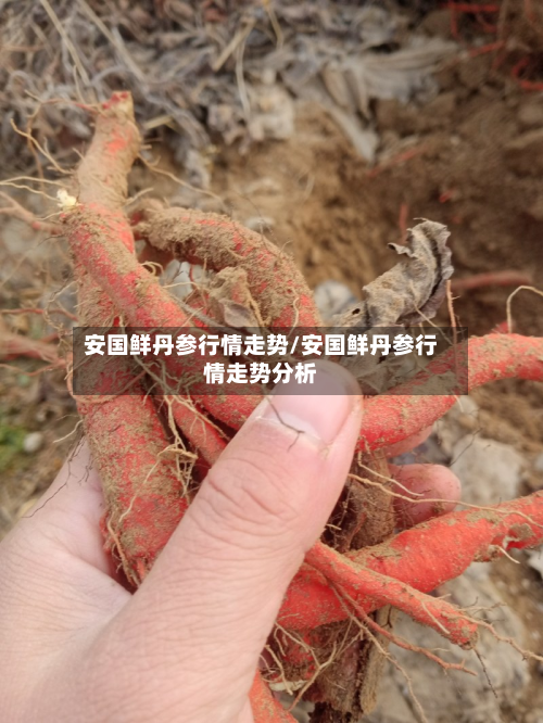 安国鲜丹参行情走势/安国鲜丹参行情走势分析