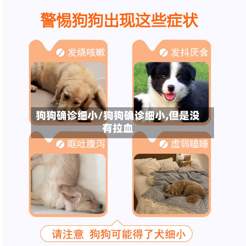 狗狗确诊细小/狗狗确诊细小,但是没有拉血