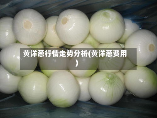 黄洋葱行情走势分析(黄洋葱费用)-第3张图片