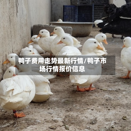 鸭子费用走势最新行情/鸭子市场行情报价信息-第2张图片