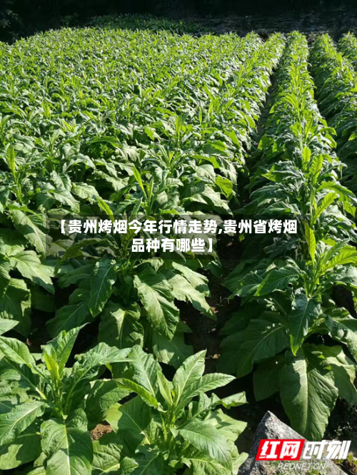 【贵州烤烟今年行情走势,贵州省烤烟品种有哪些】