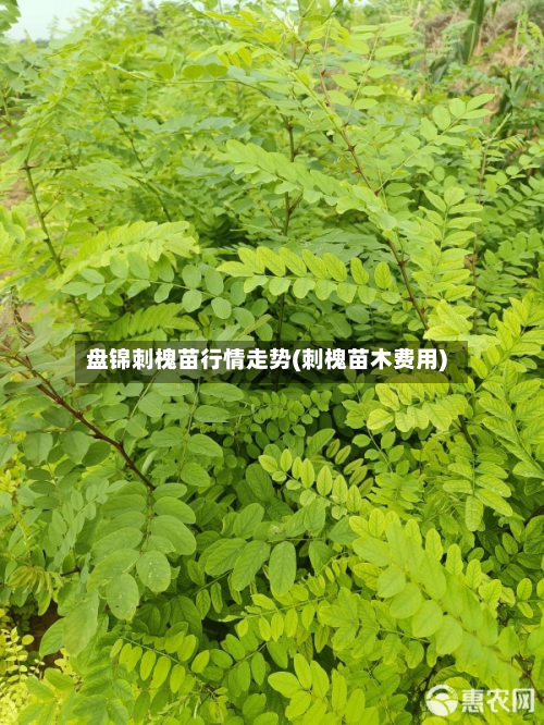 盘锦刺槐苗行情走势(刺槐苗木费用)