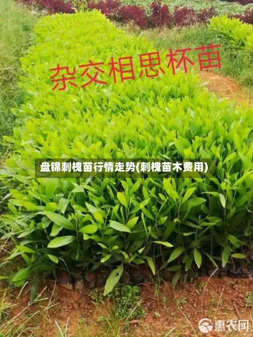 盘锦刺槐苗行情走势(刺槐苗木费用)-第3张图片