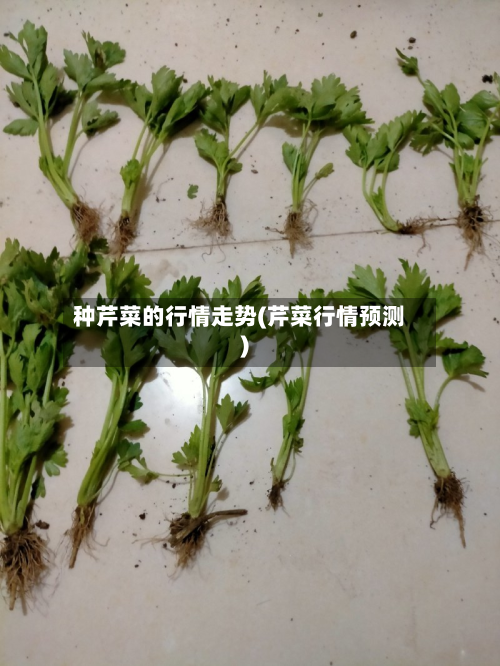 种芹菜的行情走势(芹菜行情预测)