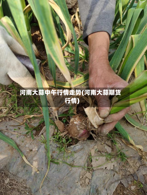 河南大蒜中午行情走势(河南大蒜期货行情)