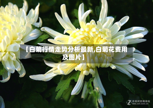 【白菊行情走势分析最新,白菊花费用及图片】-第2张图片